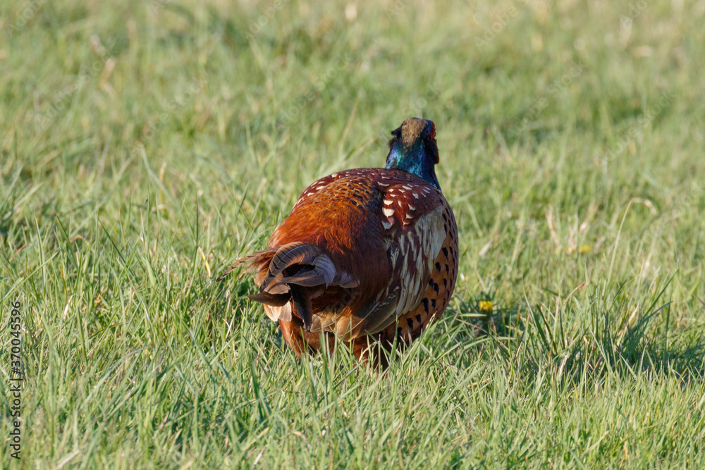 Male Pheasant in a grass field, scientific name Phasianus colchicus, United Kingdom, Europe Male Pheasant in a grass field, scientific name Phasianus colchicus, United Kingdom, Europe