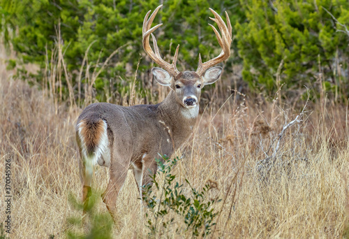Trophy White-tailed buck