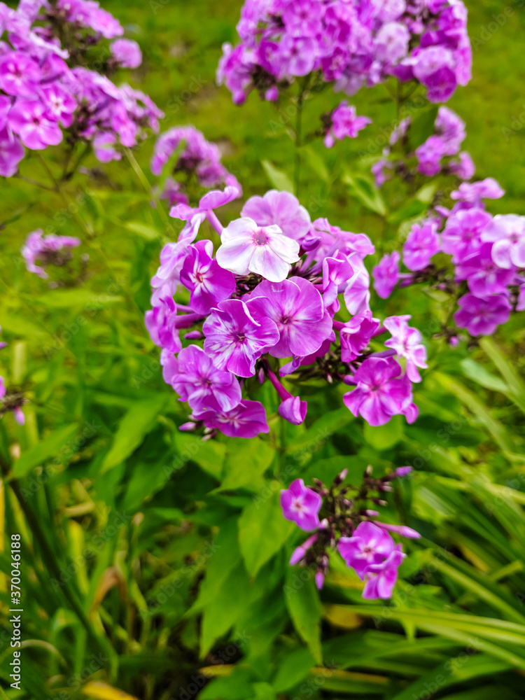 Lilac flowers Phlox grow in a field on a background of green grass