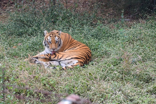 Majestic striped Asian tiger  Panthera tigris  sitting on the grass