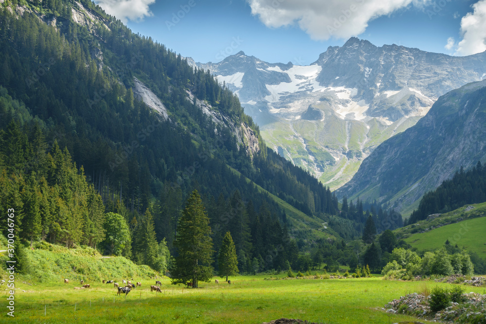 Alm mit Milchkühen in einem Gebirgstal in Tirol und Gletscher im Hintergrund