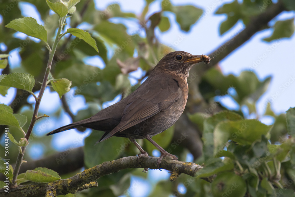 Female blackbird with a worm in it's beak in a tree, Oxfordshire, UK Female blackbird with a worm in it's beak in a tree, Oxfordshire, UK