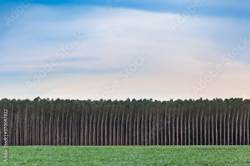 Eucalyptus, soy, sky, lines, forms and colors
