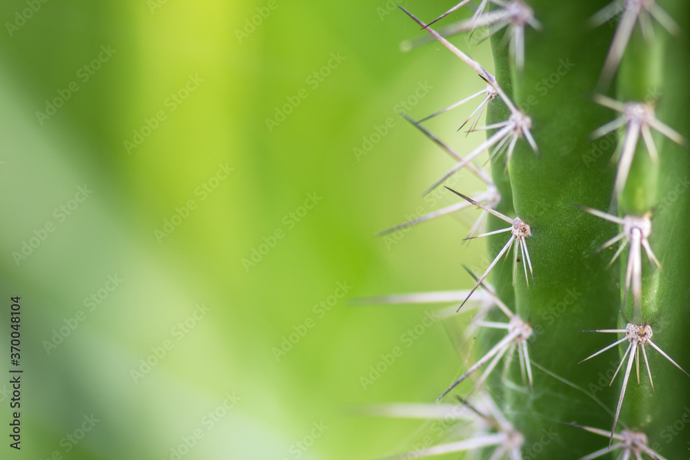 Thorns of brazilian cactus - closeup photo