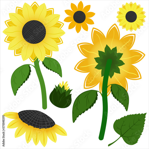 Shiny yellow sunflower element set. Summer vibes illustration. Flowers, bud, leaves of sunflower. Nice floral objects isolated on white background.  EPS 10