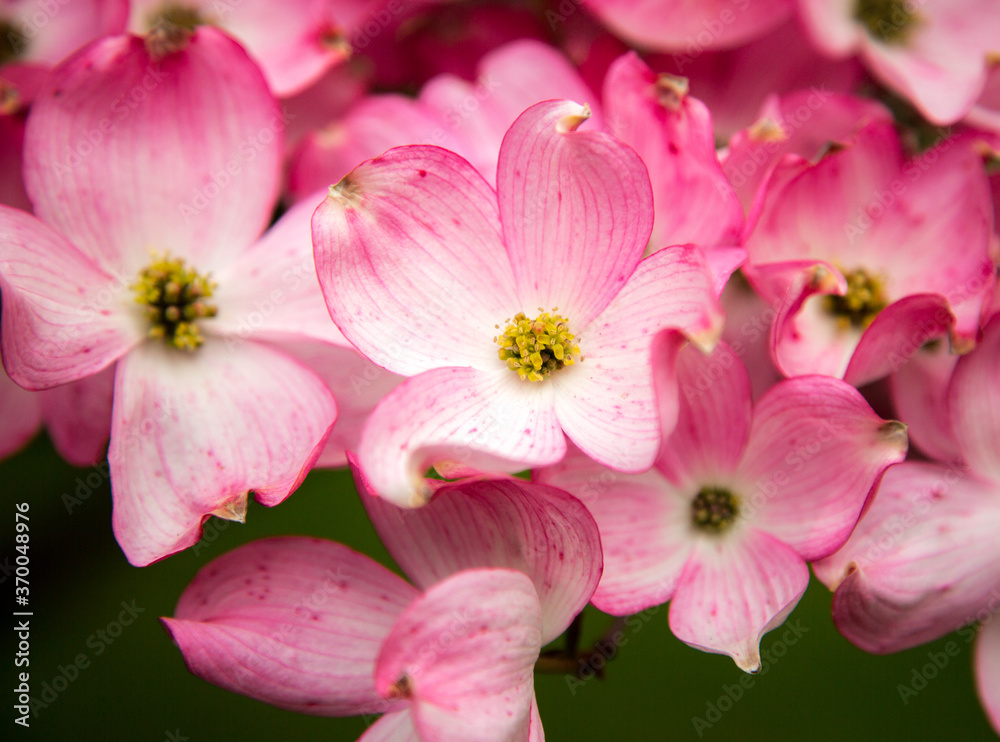 Pink dogwood blossoms in the spring, Salem Oregon Pink dogwood blossoms in the spring, Salem Oregon