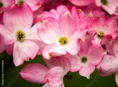 Pink dogwood blossoms in the spring, Salem Oregon