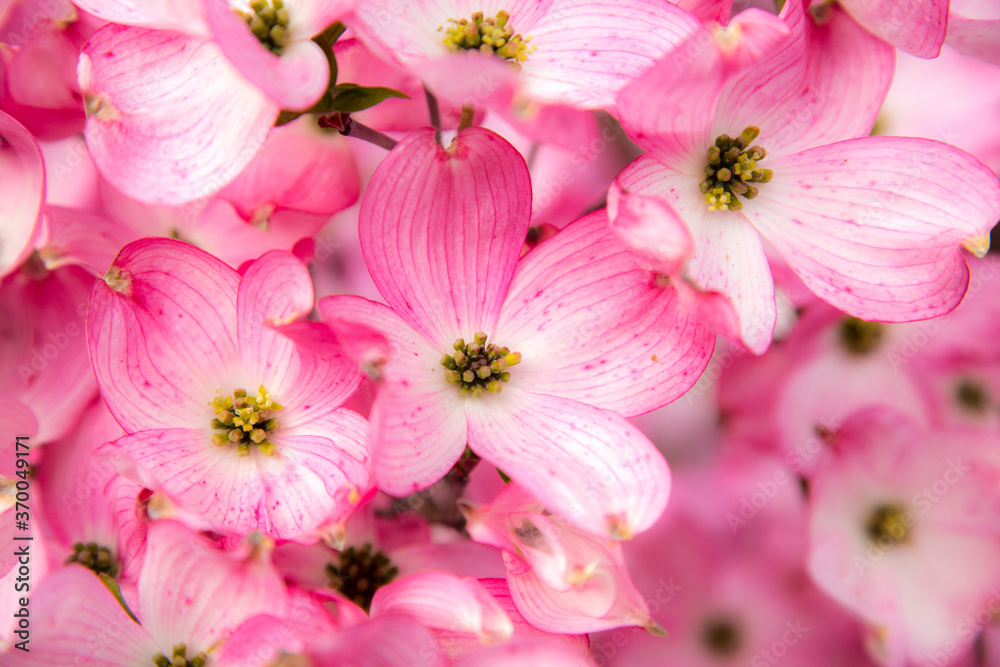 Pink dogwood blossoms in the spring, Salem Oregon Pink dogwood blossoms in the spring, Salem Oregon