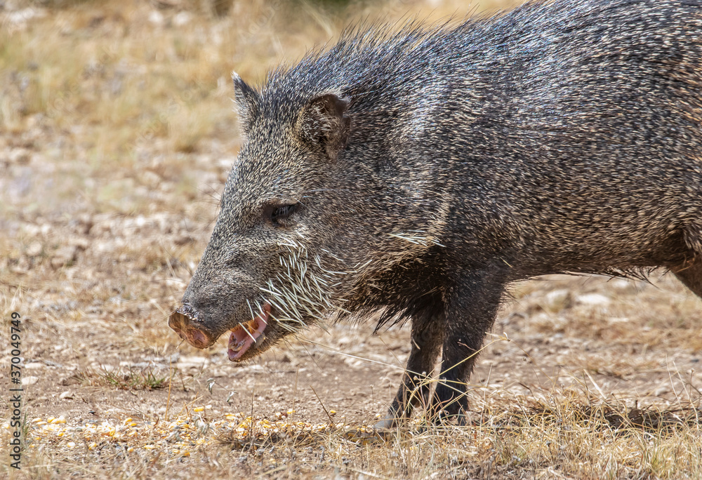 Porcupine stuck javelina Porcupine stuck javelina