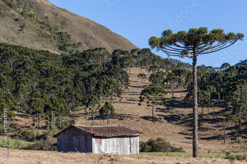 Wooden house and typical trees of Santa Catarina, Brazil