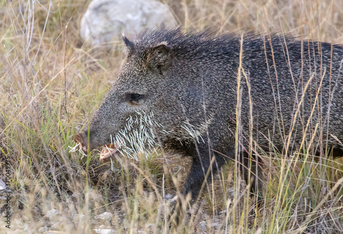 Porcupine stuck javelina