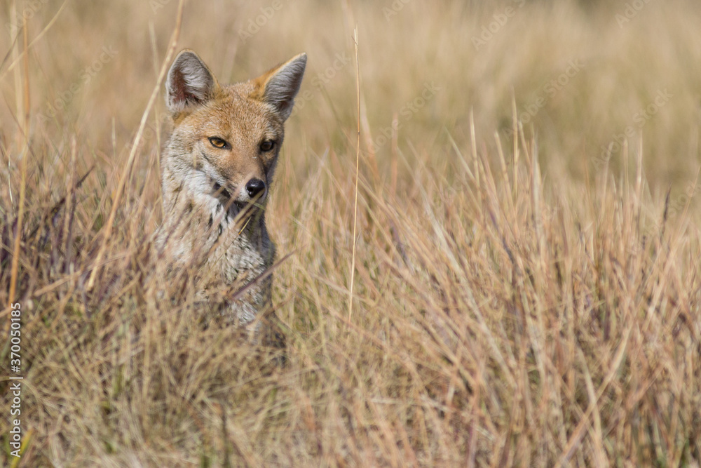 Obraz premium Mammal known as 