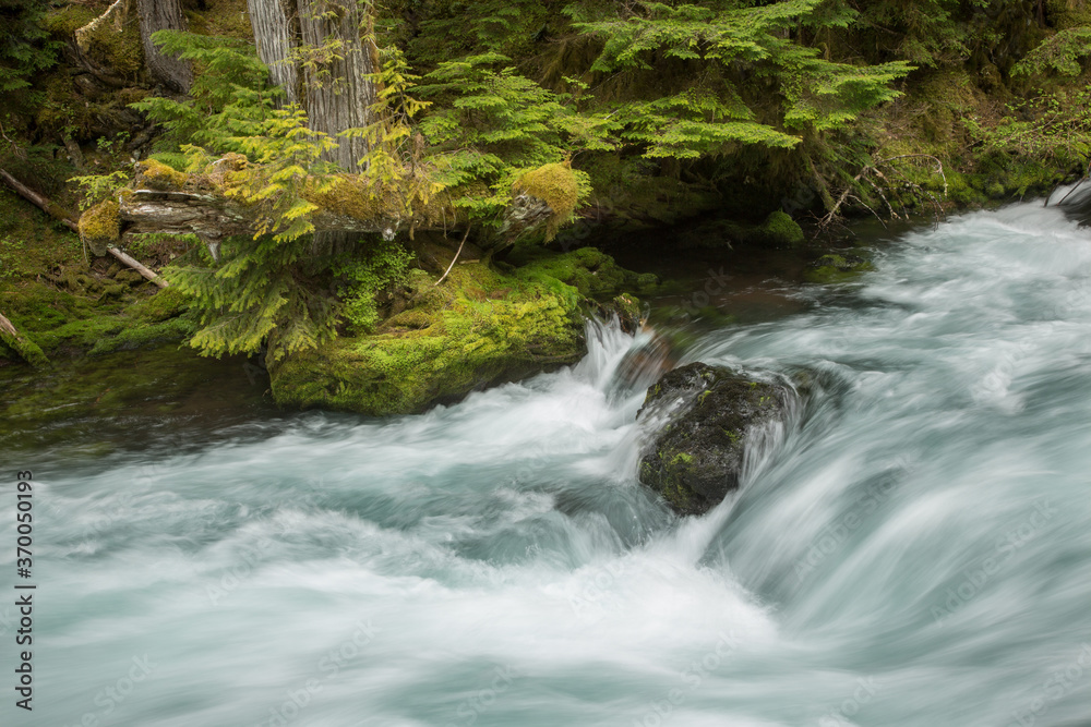 Fototapeta premium The Mckenzie River in the Willamette National Forest, Oregon.