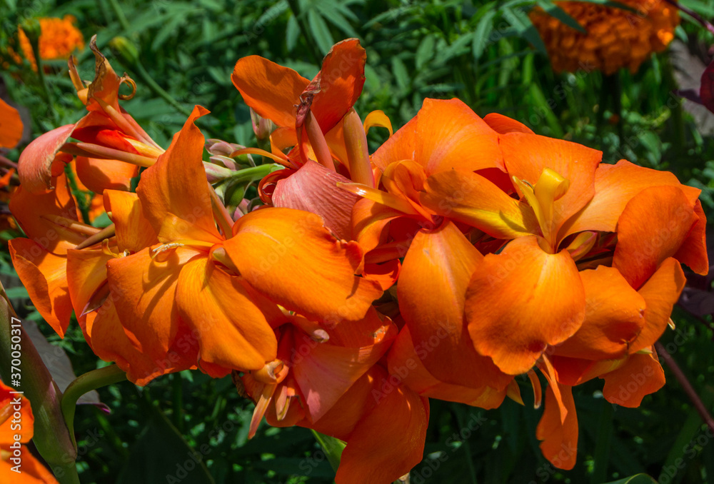 Orange Canna Orange Canna