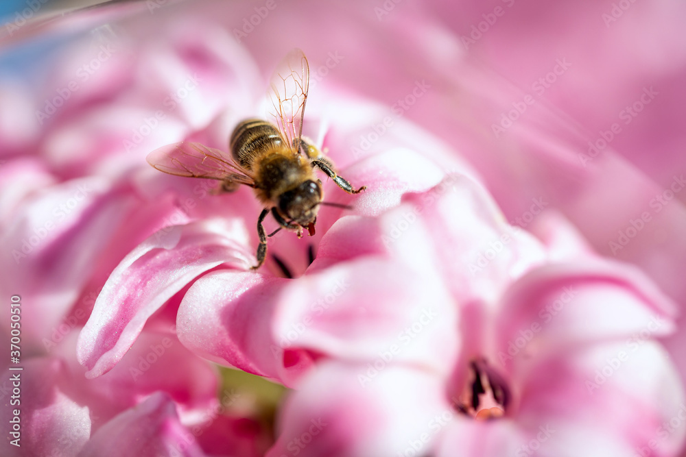 Bee on a spring flower collecting pollen and nectar Bee on a spring flower collecting pollen and nectar