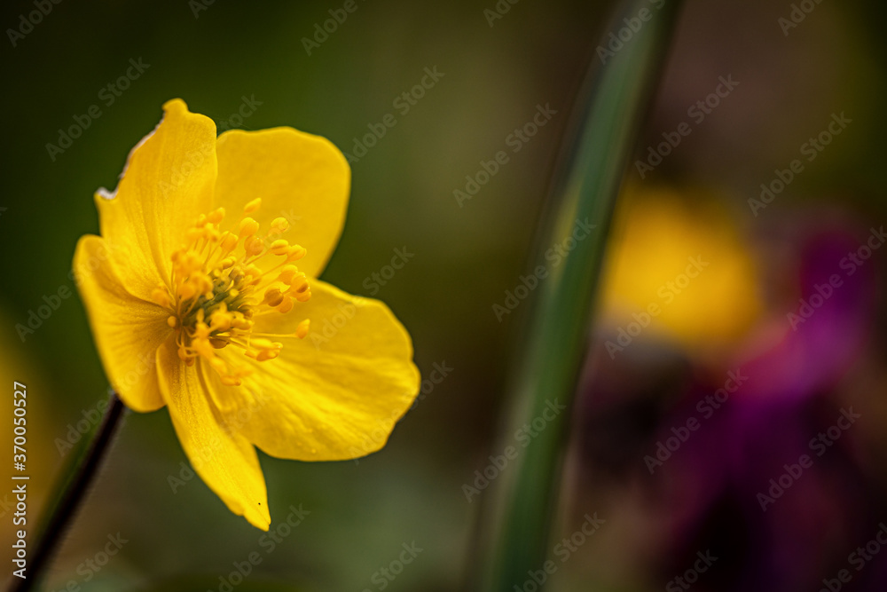 Imperfect yellow flower in a spring meadow Imperfect yellow flower in a spring meadow