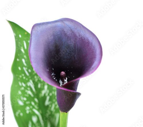 Dark purple calla lilies on white isolated background