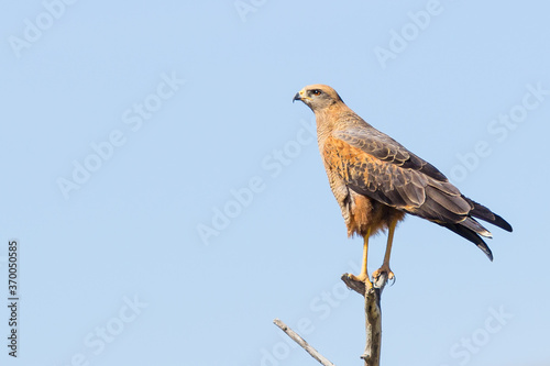 A Savanna Hawk (Heterospizias meridionalis) resting on branch