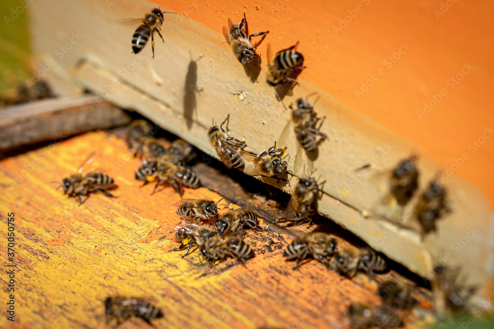 Bees entering the hive after gathering pollen and nectar from flowers Bees entering the hive after gathering pollen and nectar from flowers