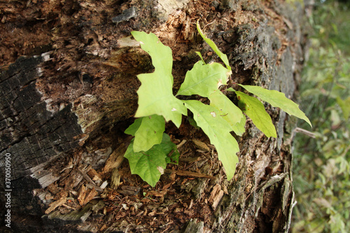 Little Oak growin in an old tree trunk