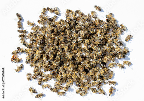 Dead bees covered with dust and mites on an empty honeycomb from a hive in decline, plagued by the Colony collapse disorder and other diseases