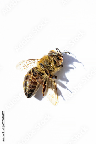 Macro image of a dead bee on a white background from a hive in decline, plagued by the Colony collapse disorder and other diseases