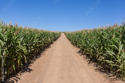 Road and corn plantation at Minas GErais - Brazil