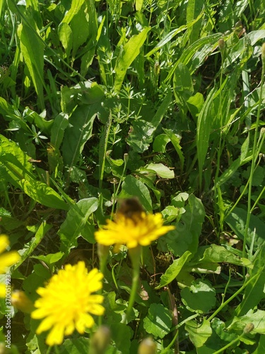 bee on flower