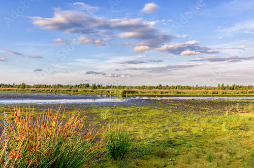 Foto Moorlandschaft Günnemoor mit Nasswiesen, Moos und Bentgräsern im Abendlicht