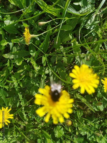 bee on flower