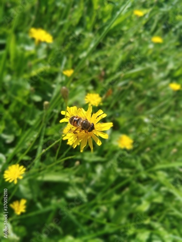 bee on flower