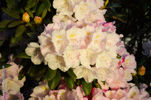 white Rhododendron