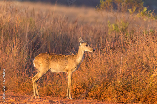 Young pampas deer in dry fields photo