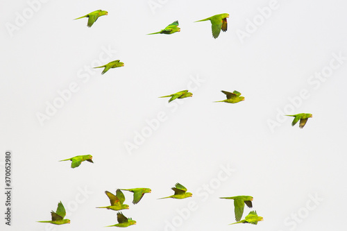 Flock of White-eyed Parakeet (Psittacara leucophthalmus) - white background photo