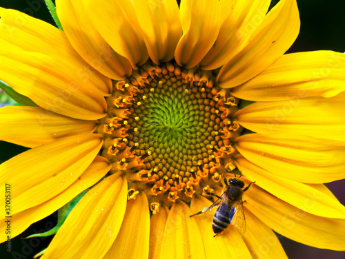 Makro einer Biene in der Sonnenblume