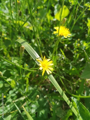bee on flower