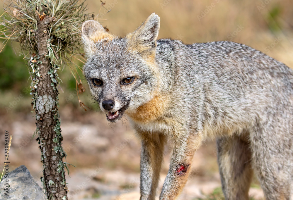 Obraz premium Gray Fox in Texas