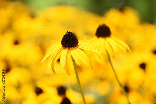 Rudbeckia is a flower of Asteraceae that produces bright yellow flowers in the summer and is also called Black-eyed Susan.