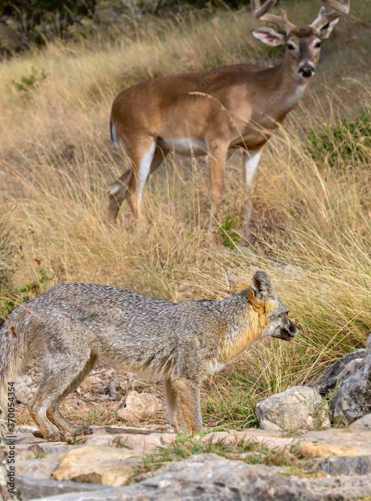 Gray Fox and White-tailed Deer Gray Fox and White-tailed Deer