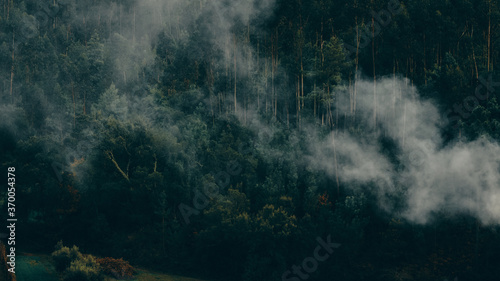 smoke blowing through thick trees