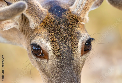 White-tailed buck closeup