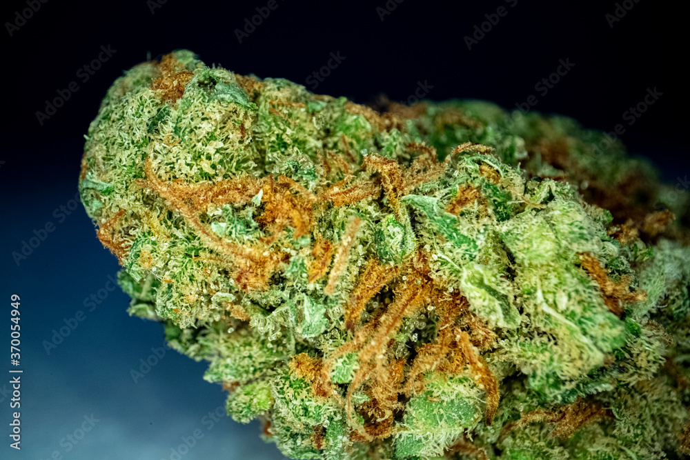 Fototapeta premium Close up macro shot of a heap medical marijuana bud on black background