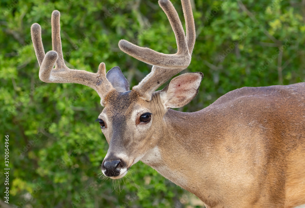 White-tailed buck in velvet