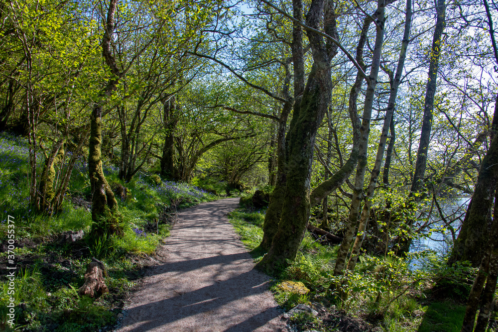 Forest Landscape photographed in Scotland, Europe. Registration made in 2019.