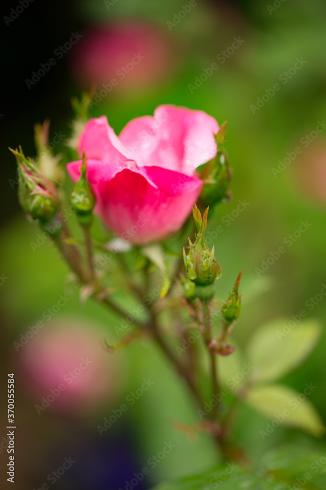 A close up shot of an old fashoned rose with a blurred background A close up shot of an old fashoned rose with a blurred background