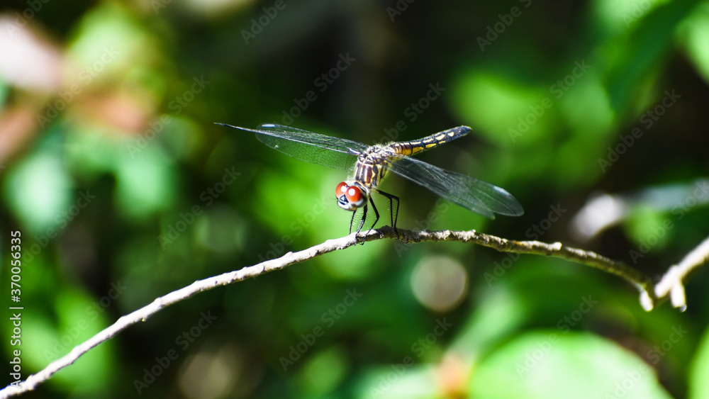 dragonfly resting on a leaf dragonfly resting on a leaf