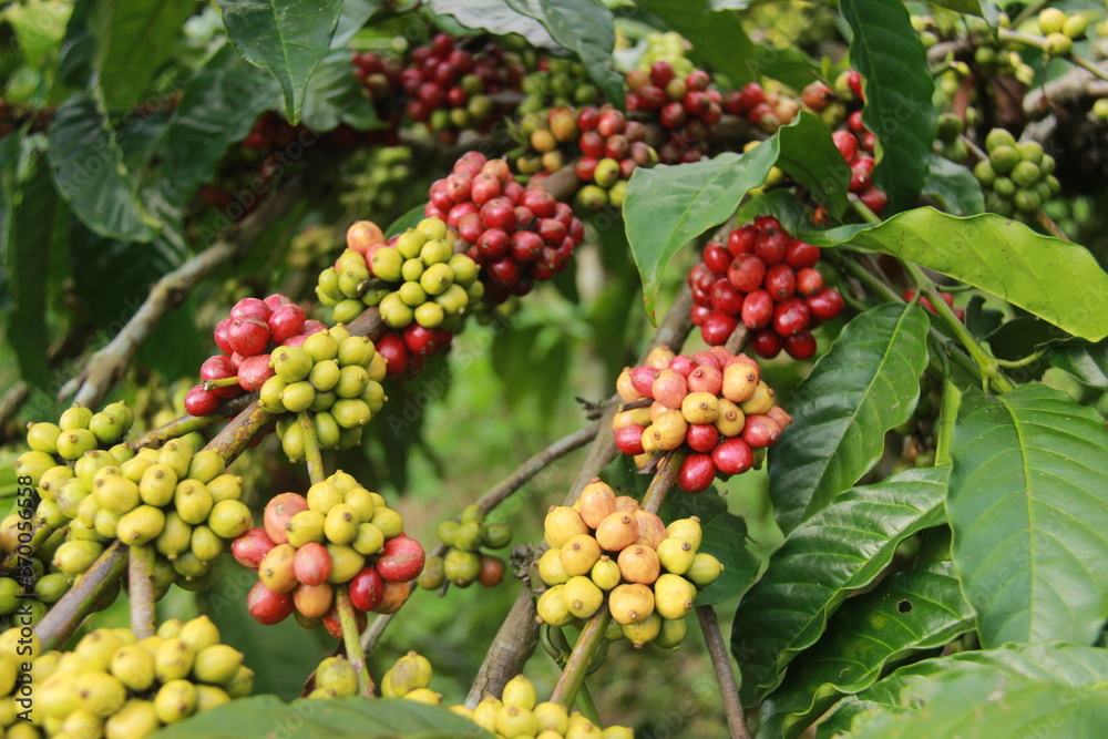 close up of green coffee beans. Local coffee plantations in the Mount Bromo area close up of green coffee beans. Local coffee plantations in the Mount Bromo area