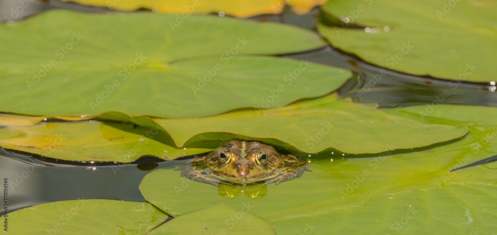 Frosch auf Wasseroberfläche mit Spiegelung Frosch auf Wasseroberfläche mit Spiegelung