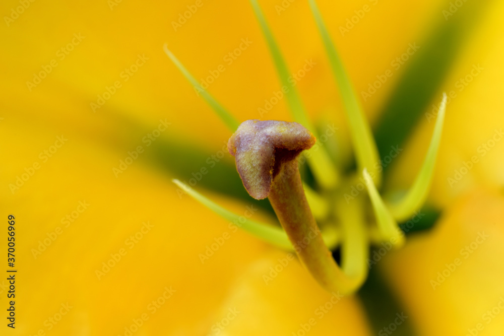 Lily Stamen Abstract 09