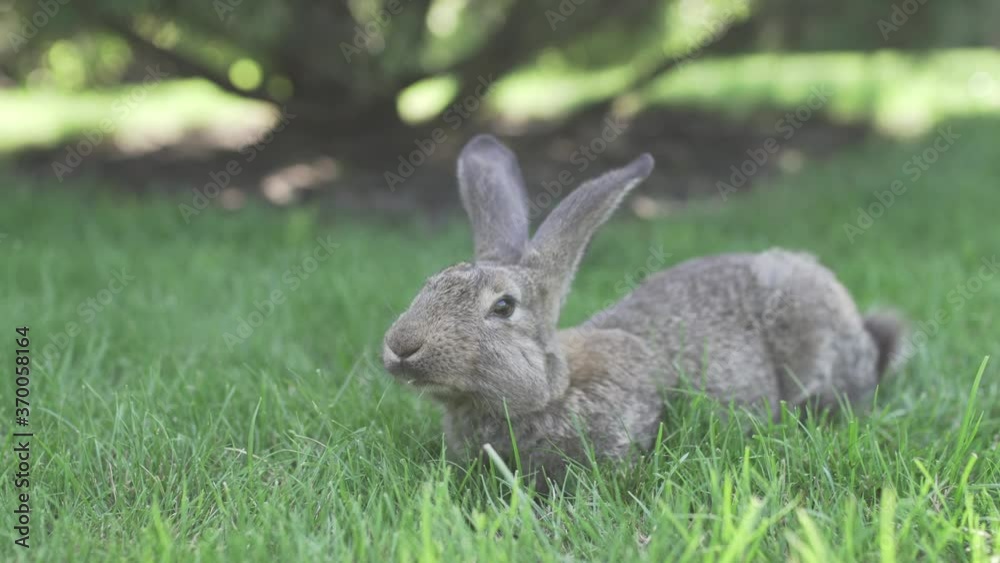Meat-eating and vegetarianism. Animal fur. Animal protection. The cosmetics are tested on rabbits. Convention for the Protection of Experimental Animals. Against the slaughter of animals Meat-eating and vegetarianism. Animal fur. Animal protection. The cosmetics are tested on rabbits. Convention for the Protection of Experimental Animals. Against the slaughter of animals